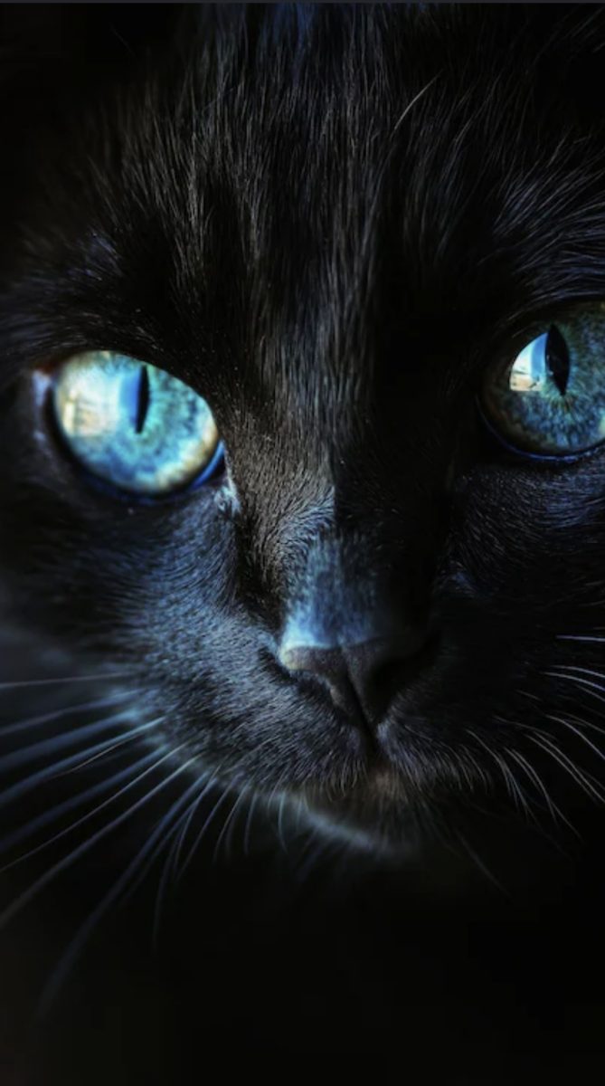 La Gatta dagli Occhi Blù